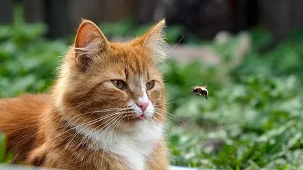 кот и пчела