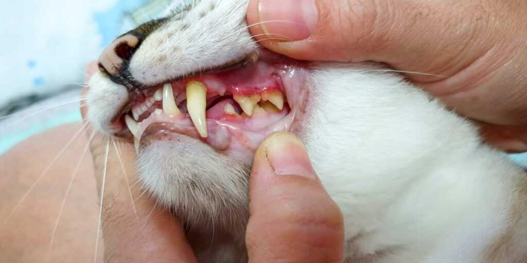 у кошки желтые зубы