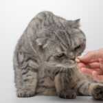 Витамин С для кошек