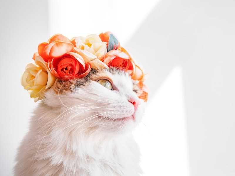 белая кошка с цветами