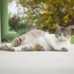 Беременная кошка