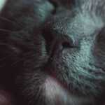 Почему у кота один ус черный?