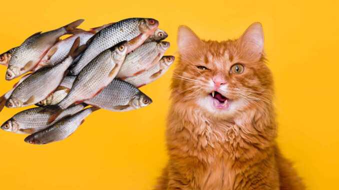 Почему у кота воняет изо рта рыбой