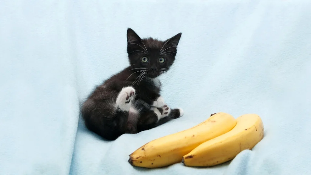 кот и бананы
