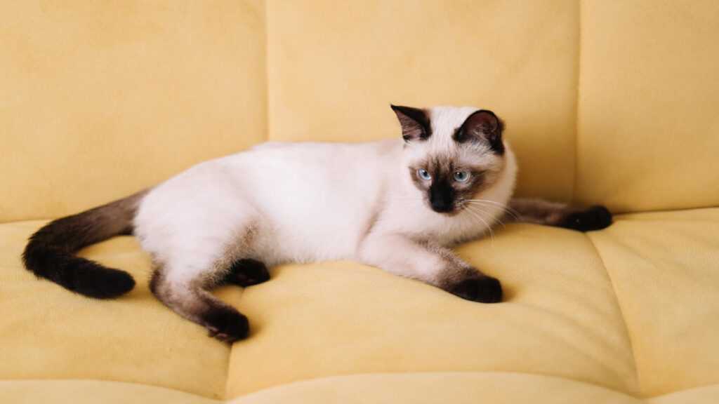 Сиамский кот на желтом диване