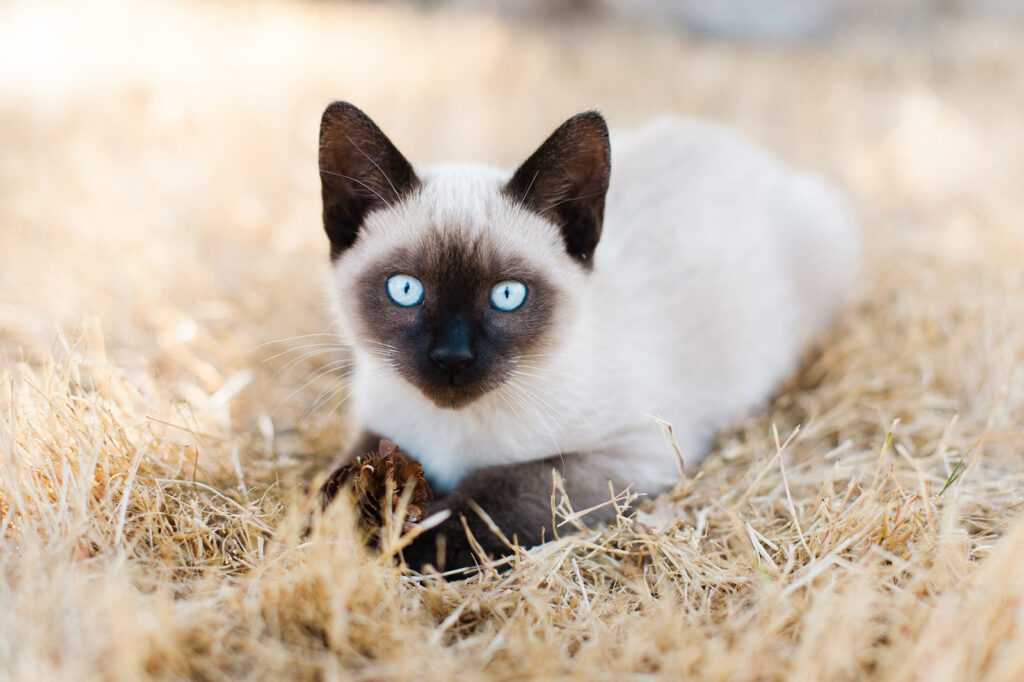 Сиамский кот в сене