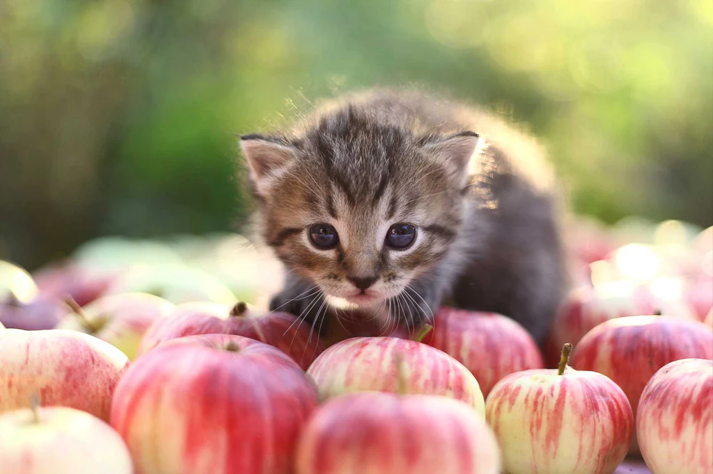 котенок и яблоки