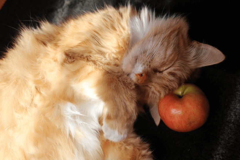 рыжий кот и яблоко