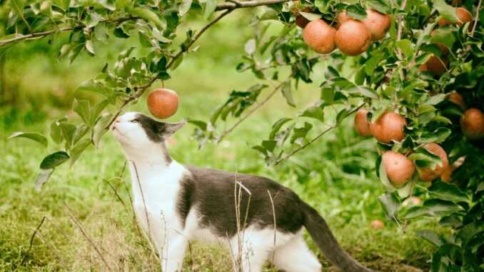 кот и яблоки