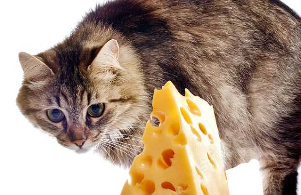 кот и сыр с дырками