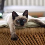 Плюсы и минусы сиамских кошек: все что нужно знать перед покупкой сиамского котенка