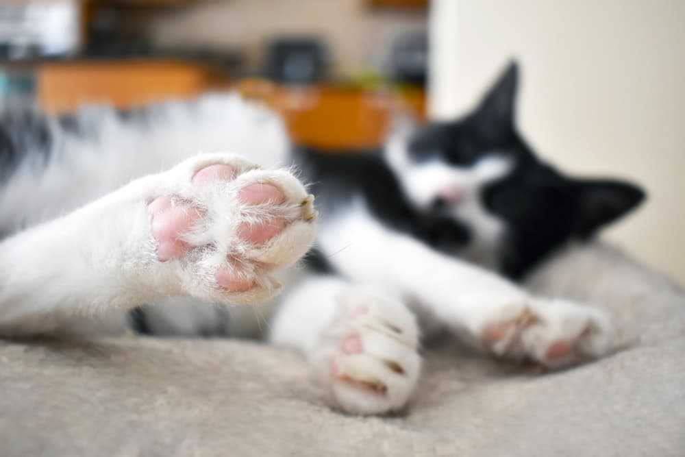 лапы кота черно-белого