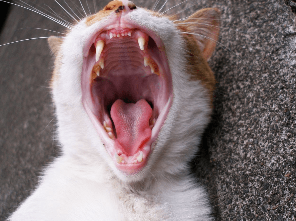 Когда у кошек выпадают зубы?