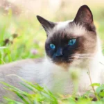 сиамский кот в траве