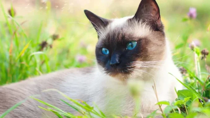 сиамский кот в траве