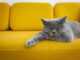 британская короткошерстная на желтом диване