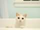 кошка в ванной