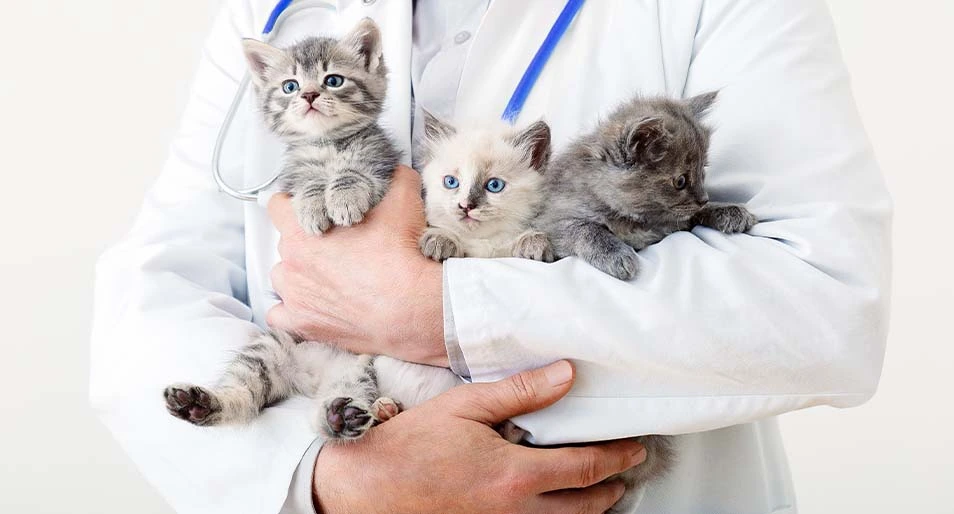 котята на руках у врача