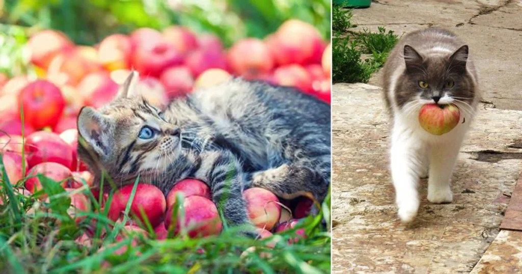 фото коты и яблоки