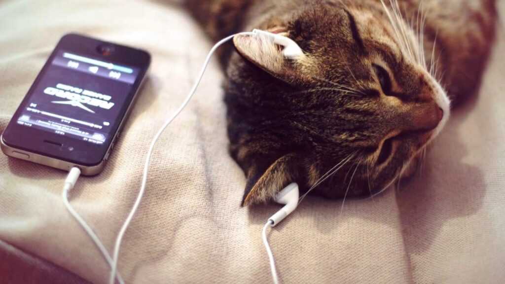 Какая музыка нравится кошкам?