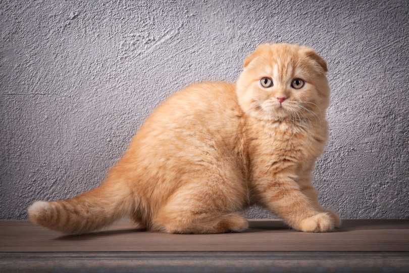 рыжая шотландская кошка
