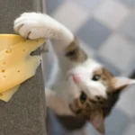 кот ворует сыр