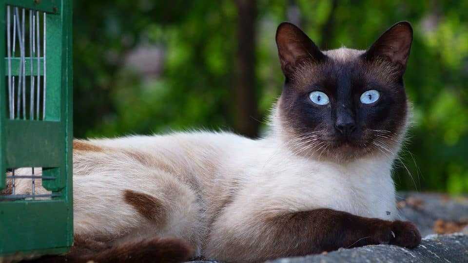 Сиамский кот сидит на улице