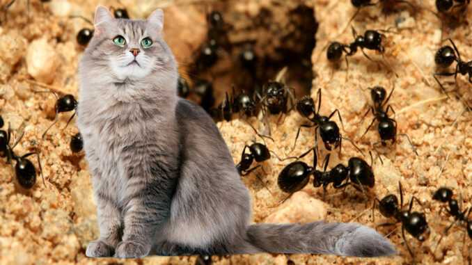 Могут ли кошки есть муравьев