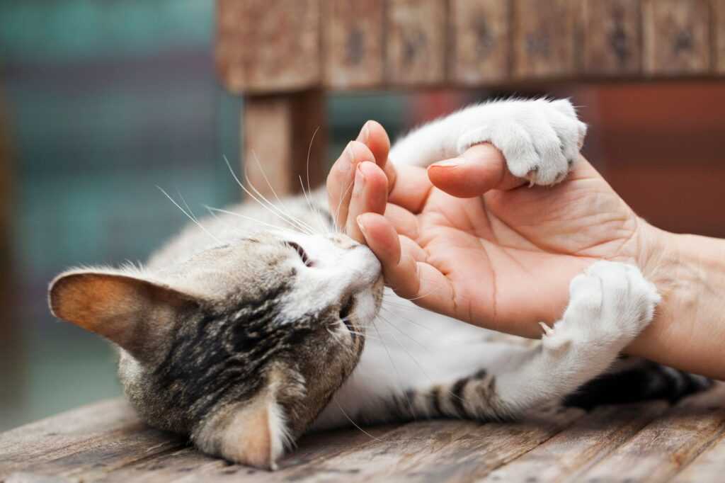 человеческая рука и кот