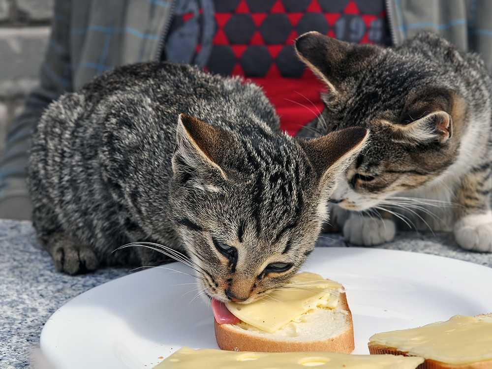 кот ворует сыр с бутерброда