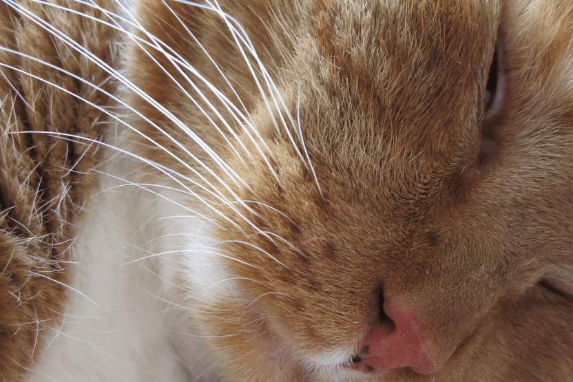 усы рыжего кота