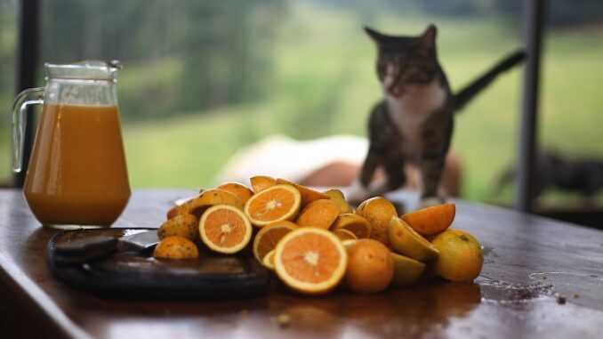 Можно ли кошкам апельсиновый сок