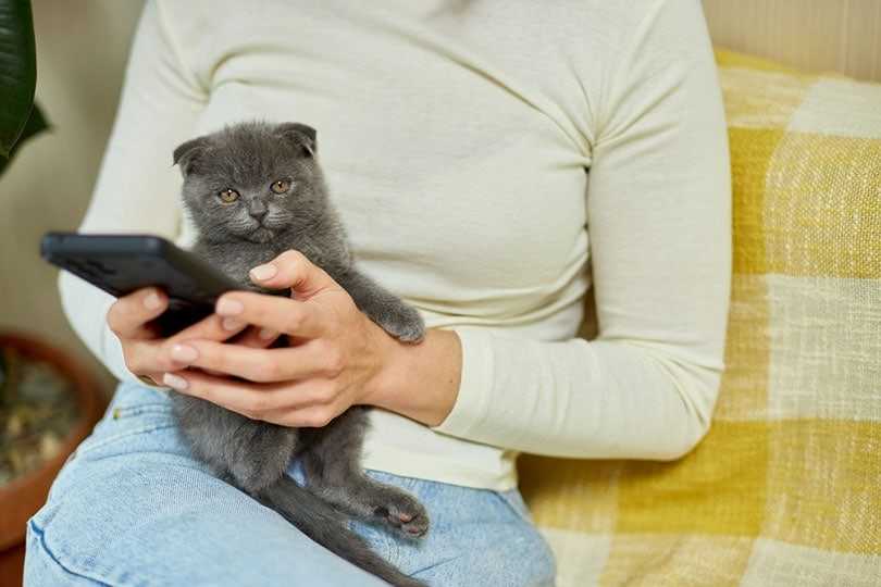кот и телефон в руках