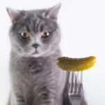 Соленые огурцы - это популярный продукт питания, который многие люди любят. Но можно ли давать соленые огурцы кошкам?