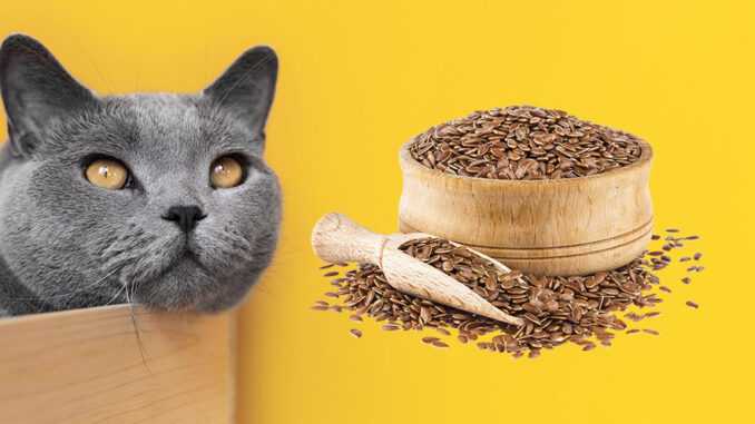 Можно ли кошке семена льна?