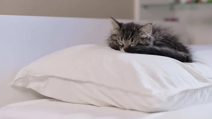кошка спит на подушке
