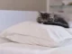 кошка спит на подушке