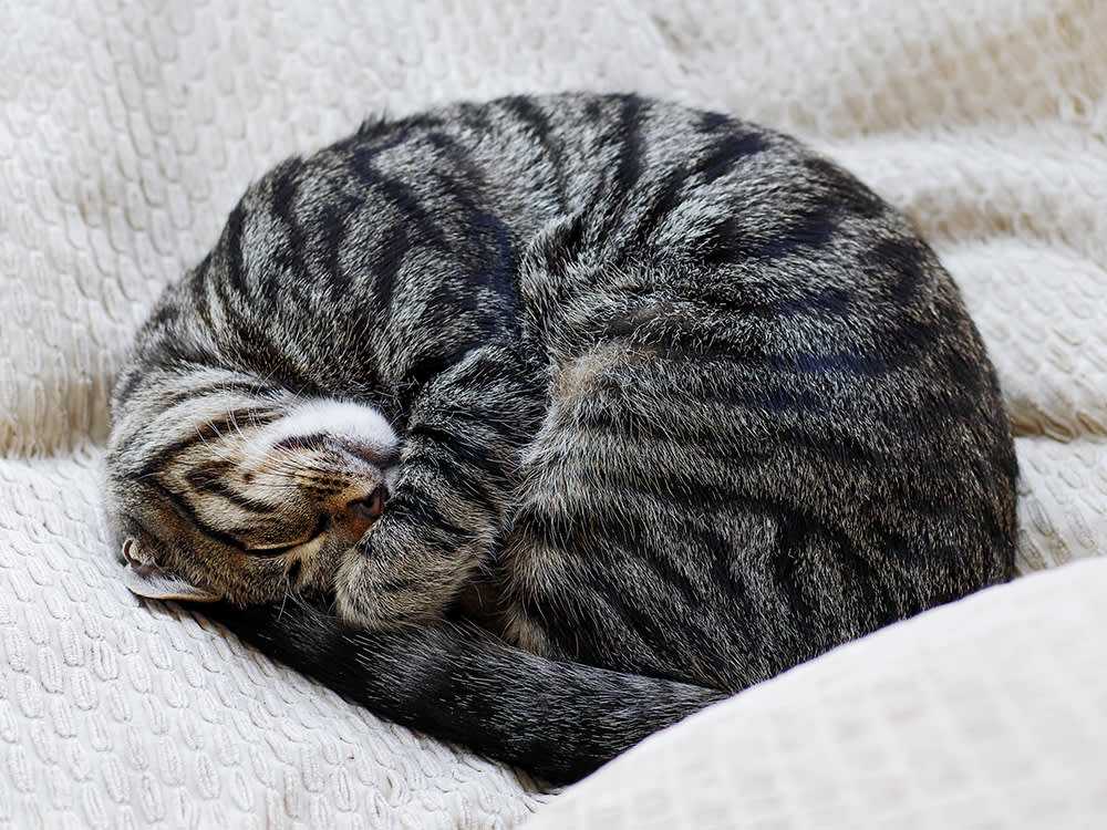 кот спит на подушке