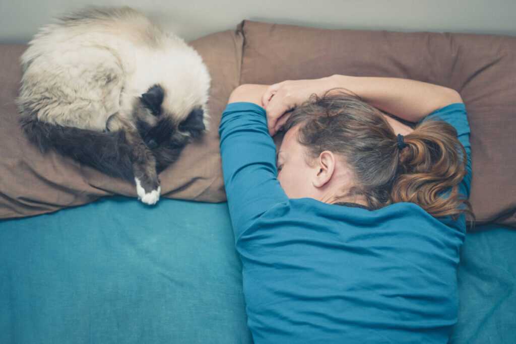 кошка на подушке рядом с хозяйкой