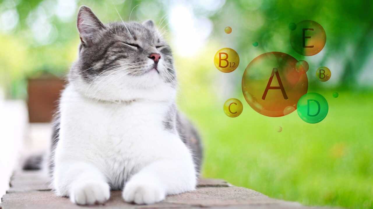 Какие витамины нужны кошкам? Гид по витаминам для котов
