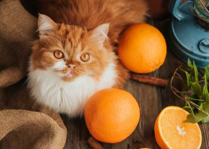 кот и апельсины