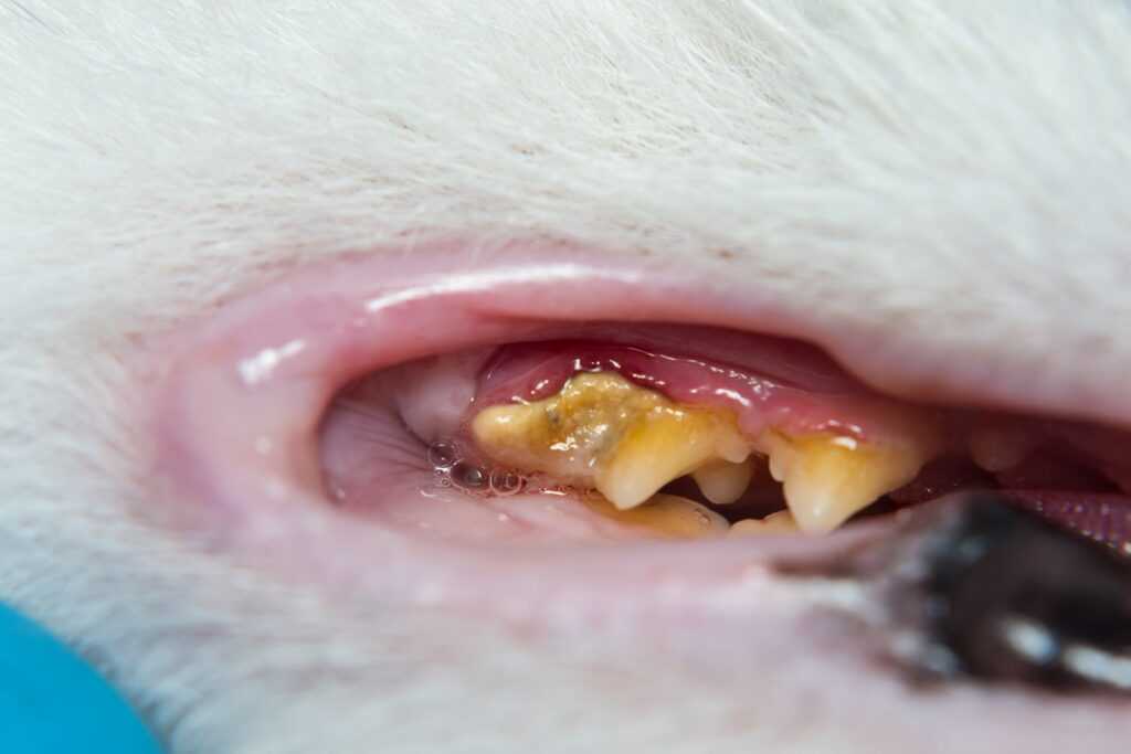 черные десна и желтые зубы у кота