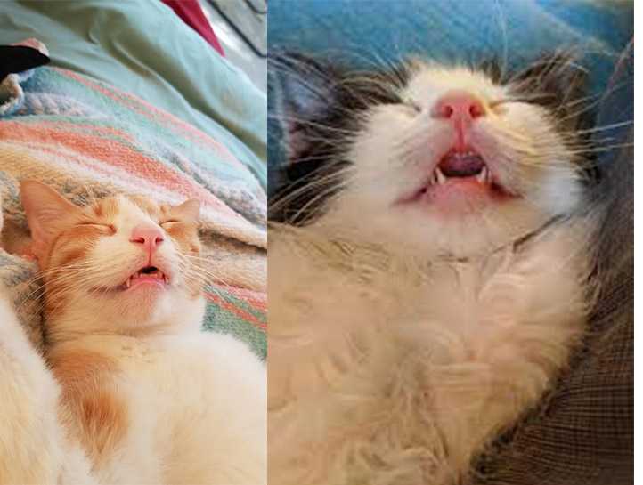 кот спит с открытым ртом
