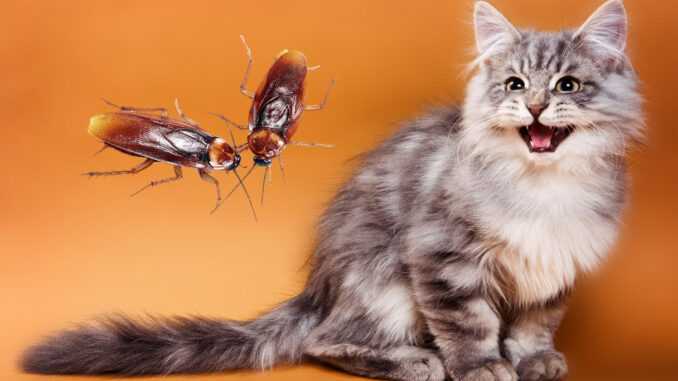 Можно ли кошкам есть тараканов