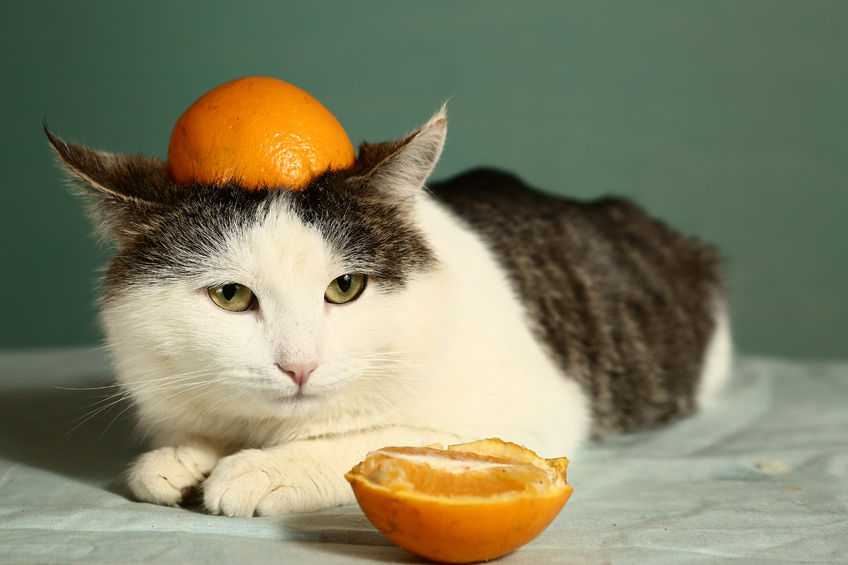 кот и апельсин