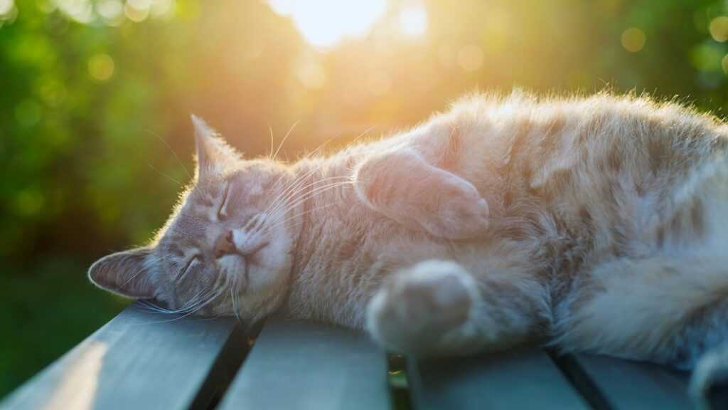 кот лежит на солнышке