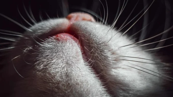 кот с опухшей губой
