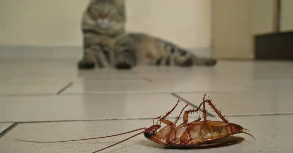 кот и мертвый таракан