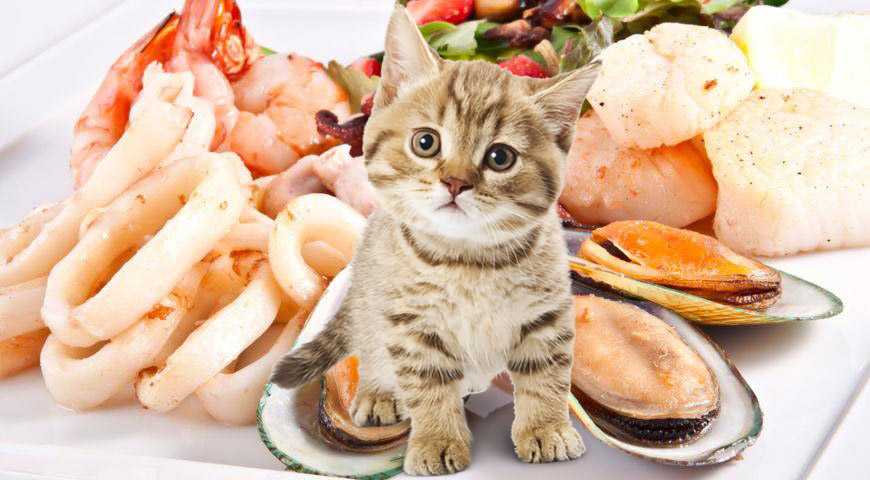 Какие морепродукты можно есть кошкам?