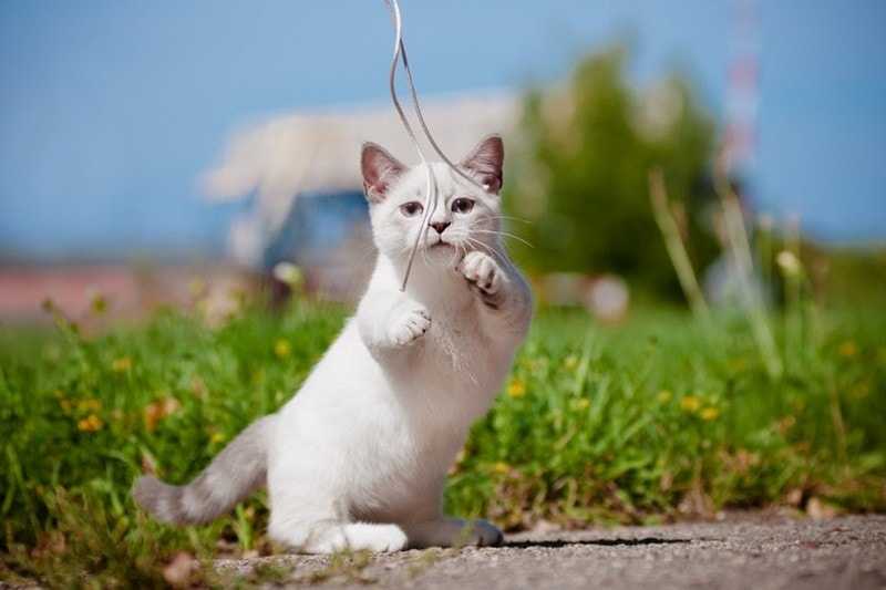 белый кот манчкин прыгает